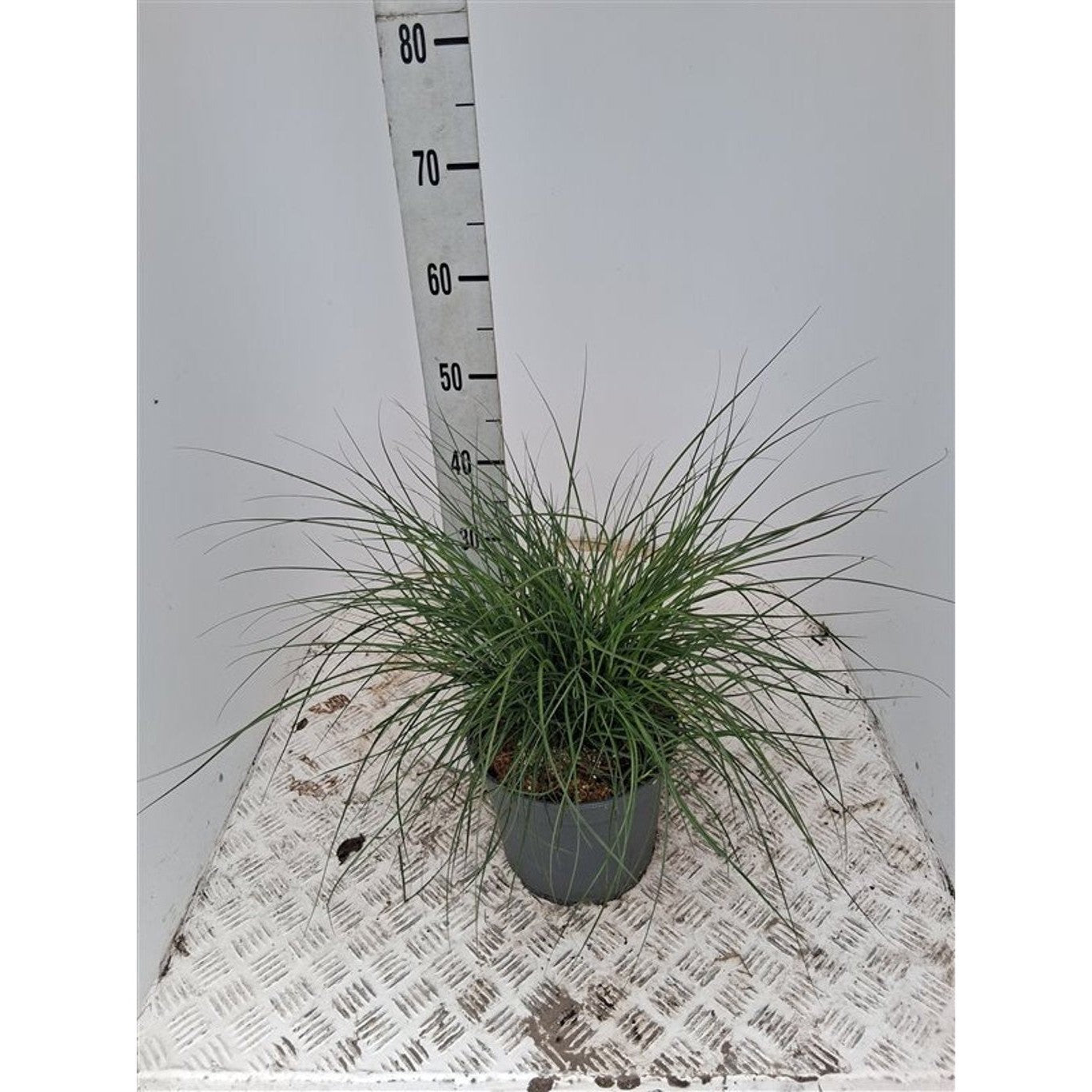 Glansmiskantus – Miscanthus sinensis 'Yaka Dance' - C5